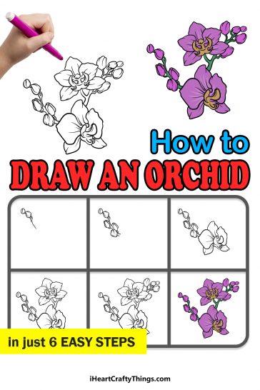 Orchid Drawing - How To Draw An Orchid Step By Step