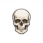 how to draw a skeleton head image