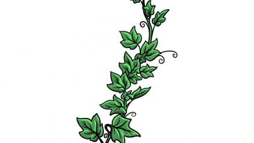 how to draw vines image