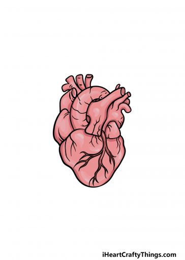 how to draw a human heart image