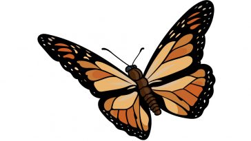 how to draw a Monarch Butterfly image