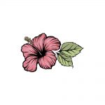 how to draw hibiscus image