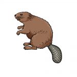 how to draw a beaver image