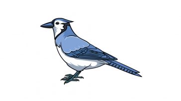 how to draw a blue jay image