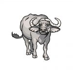 how to draw a buffalo image