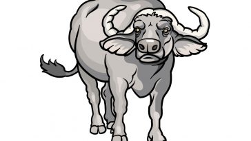 how to draw a buffalo image