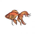 how to draw a goldfish image