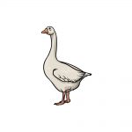 how to draw a goose image