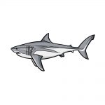 how to draw a megalodon image