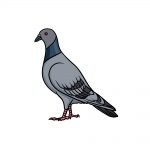 how to draw a pigeon image
