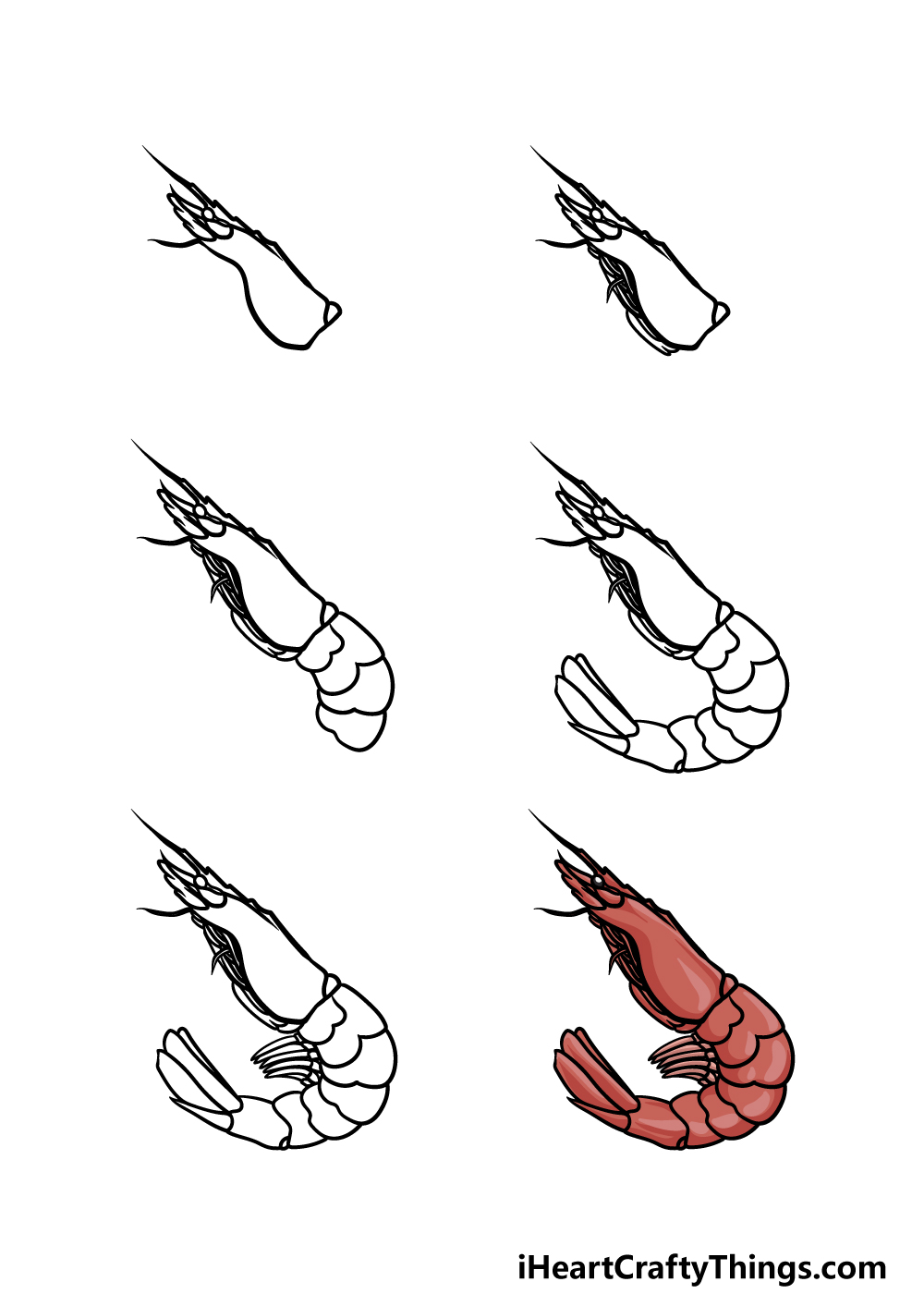 how to draw a shrimp in 6 steps