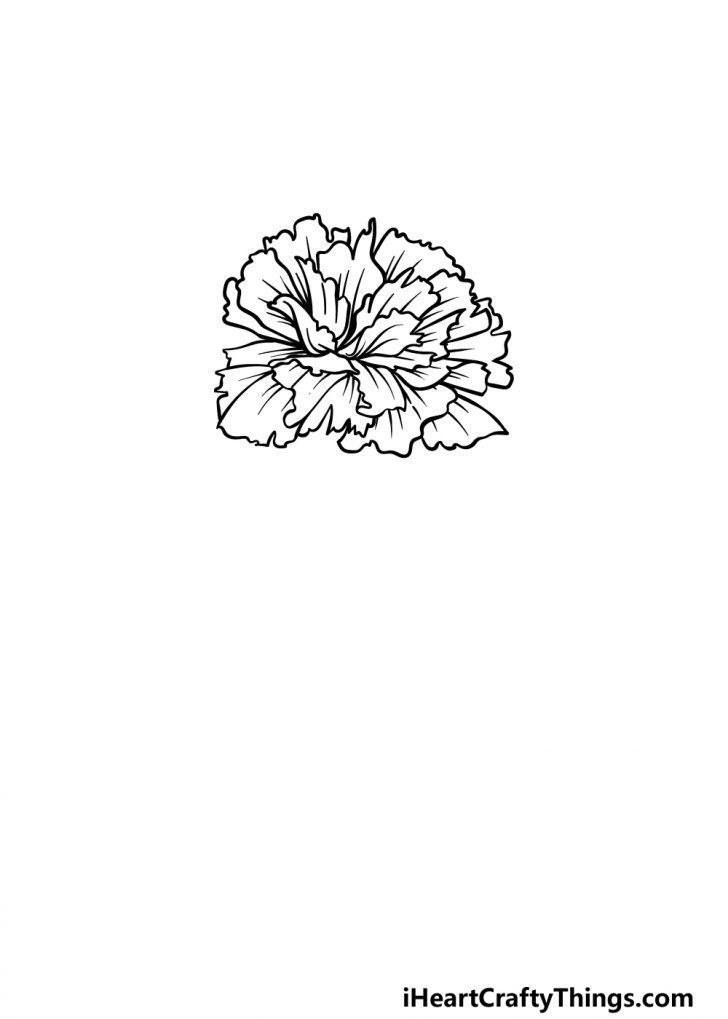 Carnation Drawing - How To Draw A Carnation Step By Step