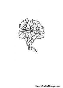 Carnation Drawing - How To Draw A Carnation Step By Step