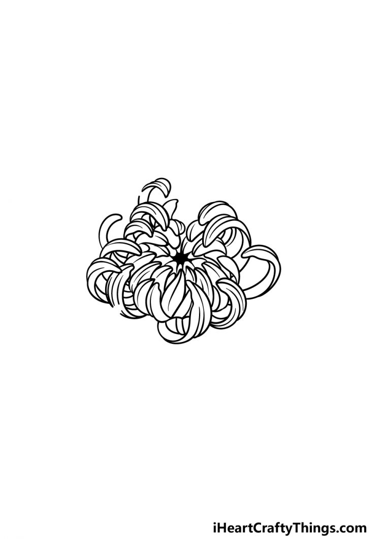Chrysanthemum Drawing How To Draw A Chrysanthemum Step By Step