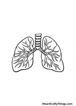 Lungs Drawing - How To Draw Lungs Step By Step