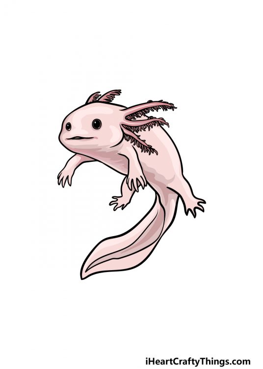 Axolotl Drawing How To Draw An Axolotl Step By Step 