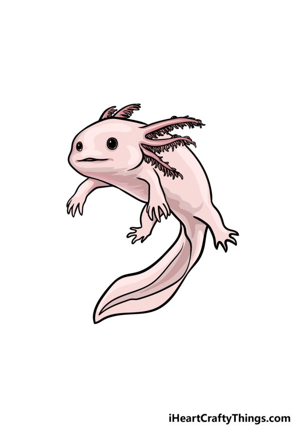 Axolotl Drawing - How To Draw An Axolotl Step By Step