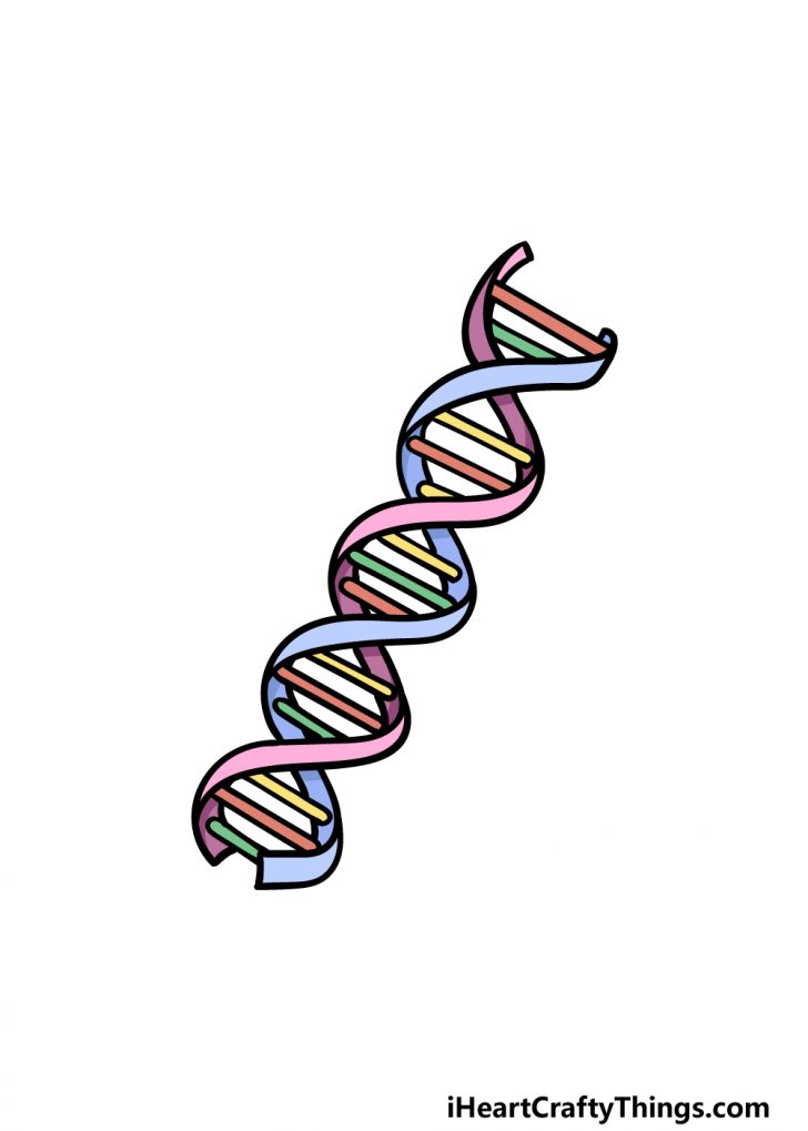 DNA Drawing How To Draw DNA Step By Step