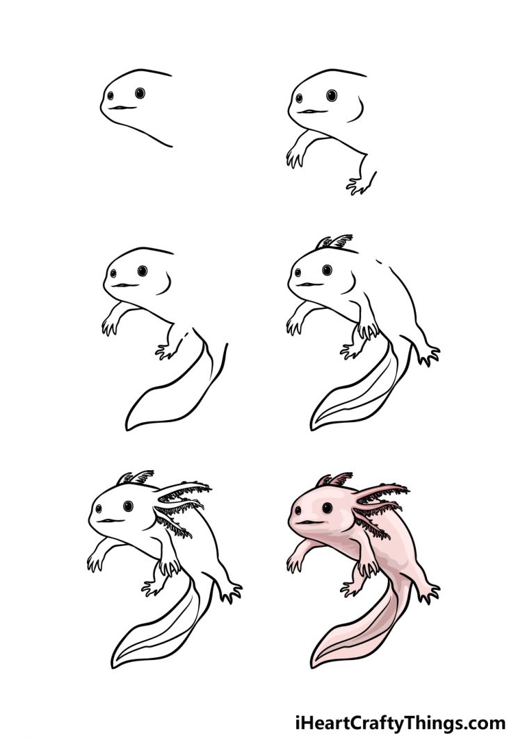 Axolotl Drawing How To Draw An Axolotl Step By Step