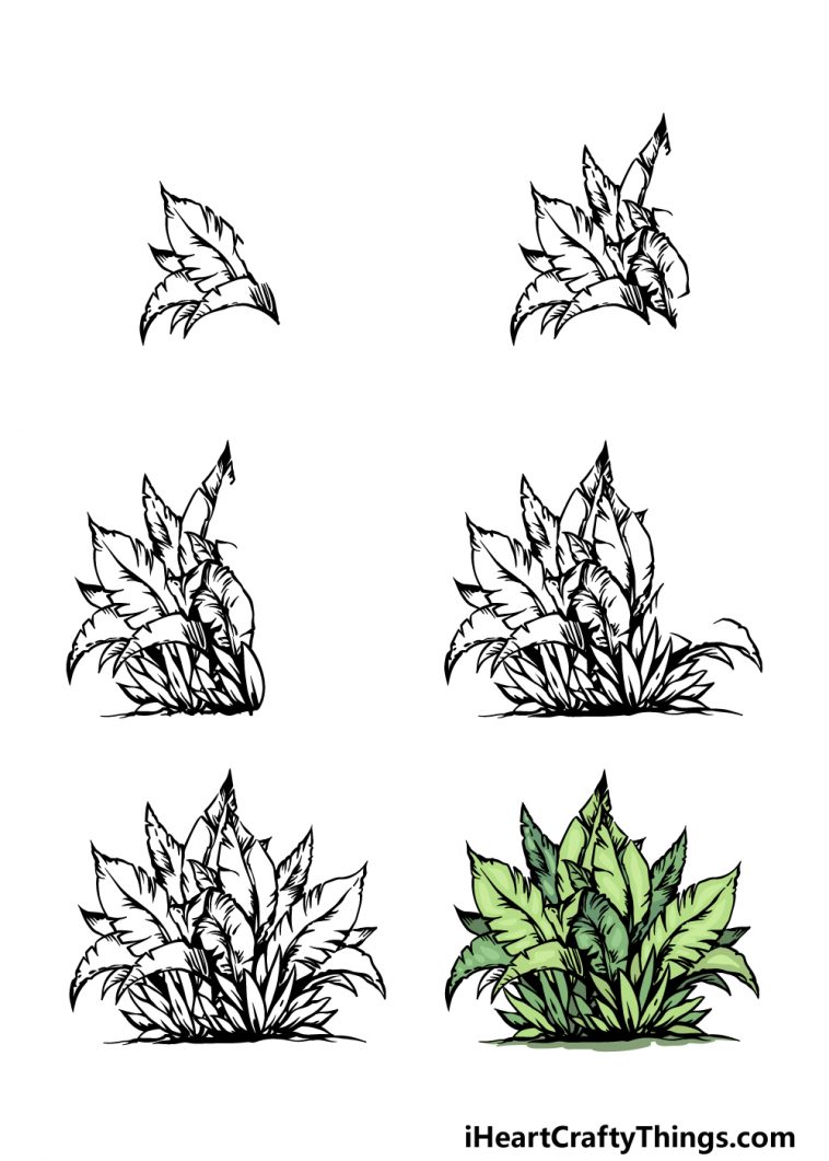 Bush Drawing - How To Draw A Bush Step By Step