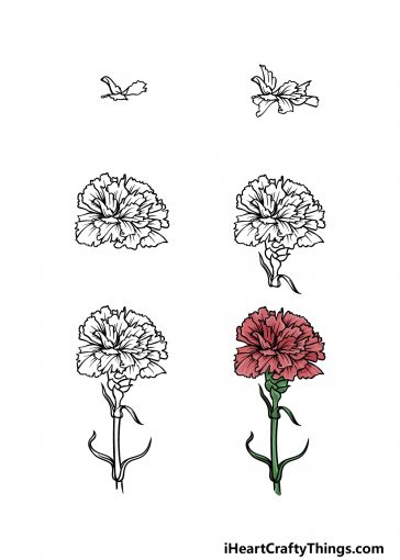 Carnation Drawing - How To Draw A Carnation Step By Step