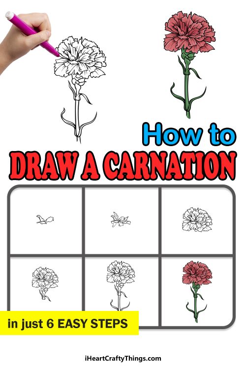 Carnation Drawing How To Draw A Carnation Step By Step