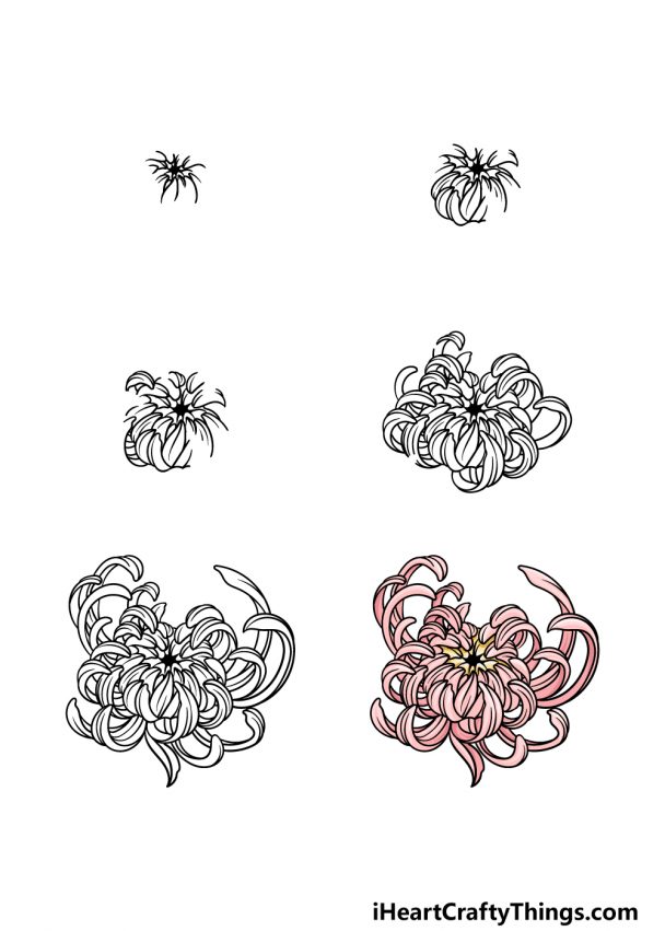 Chrysanthemum Drawing How To Draw A Chrysanthemum Step By Step