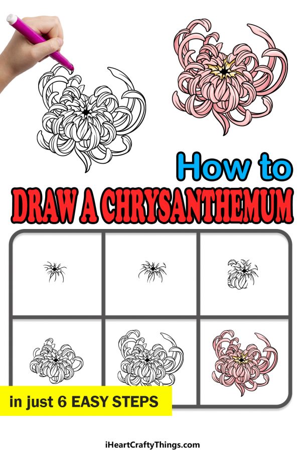 Chrysanthemum Drawing - How To Draw A Chrysanthemum Step By Step