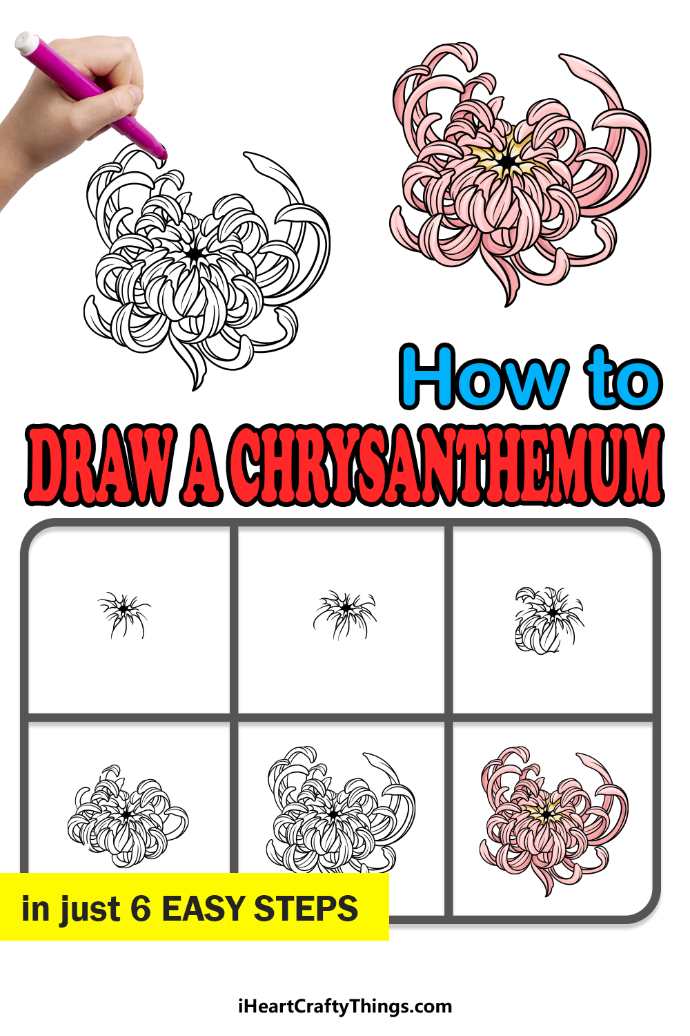 how to draw Chrysanthemum in 6 easy steps