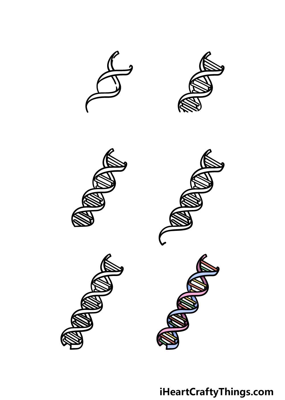 how to draw DNA in 6 steps