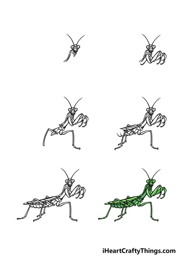 Insect Drawing How To Draw An Insect Step By Step 8722