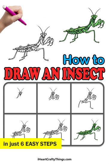 Insect Drawing - How To Draw An Insect Step By Step