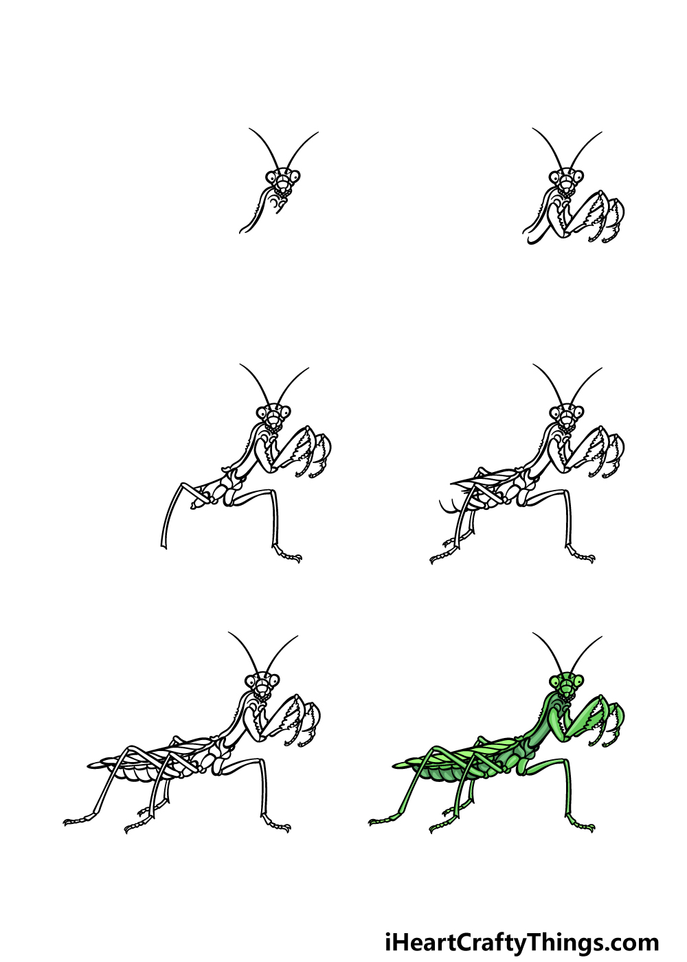 how to draw an insect in 6 steps
