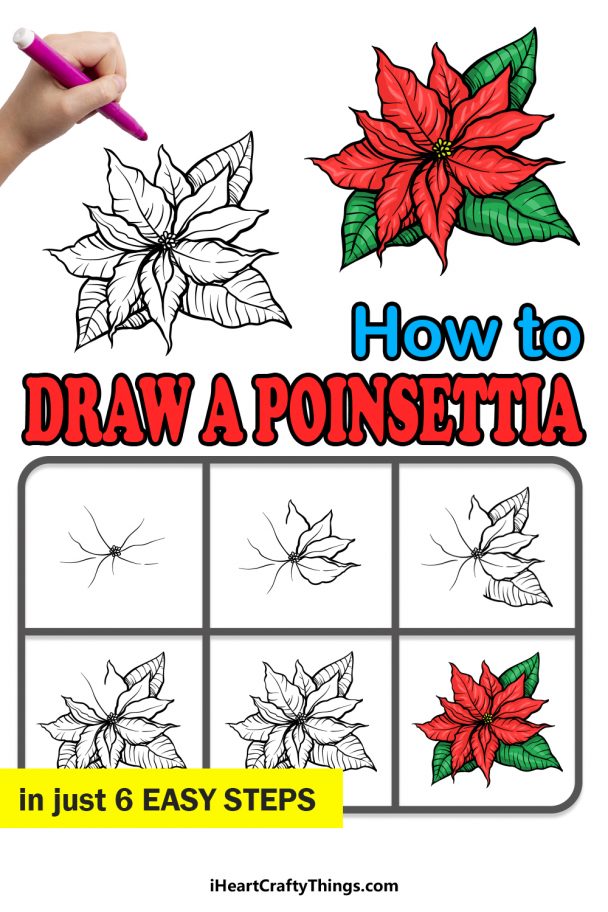 Poinsettia Drawing - How To Draw A Poinsettia Step By Step