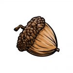 how to draw an acorn image