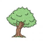 how to draw an oak tree image