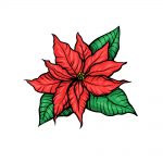 how to draw a Poinsettia image