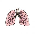 how to draw lungs image