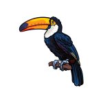 how to draw a toucan image