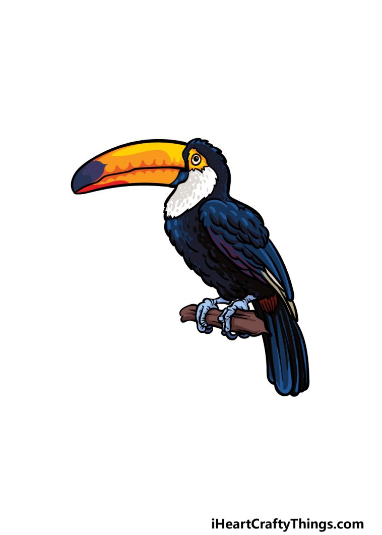 how to draw a toucan image