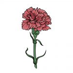 how to draw carnation image