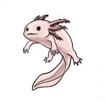 how to draw axolotl image