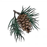 how to draw a pine cone image