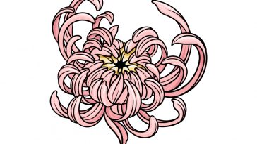 how to draw Chrysanthemum image