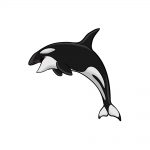 how to draw an orca image