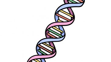 how to draw DNA image