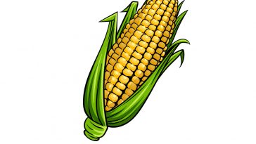 how to draw a corn image