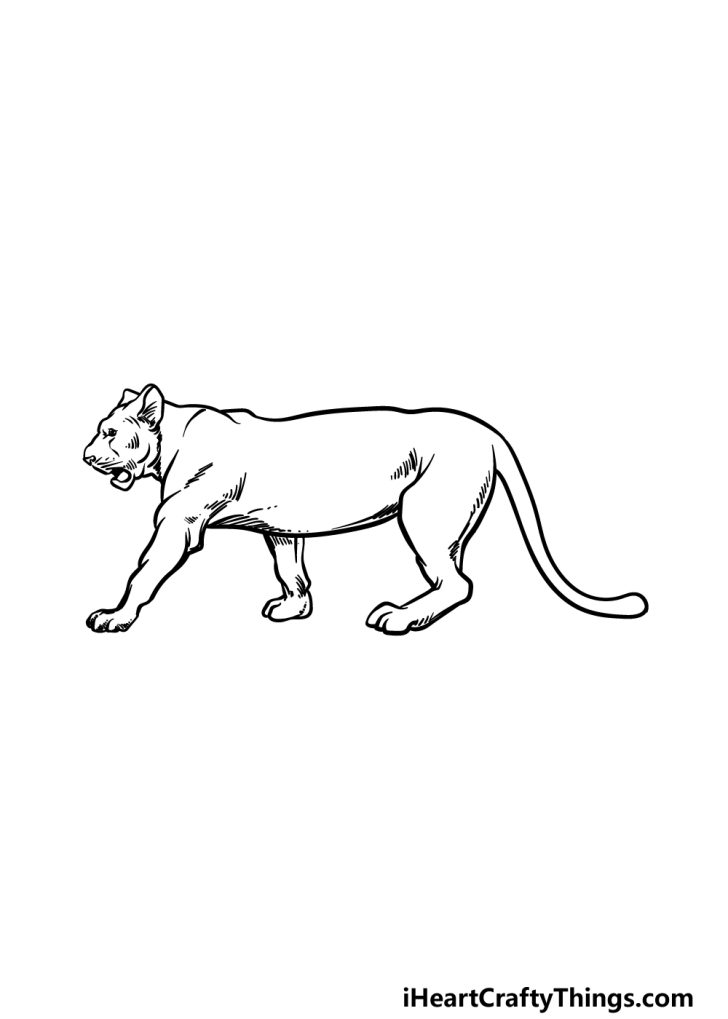 Lioness Drawing - How To Draw A Lioness Step By Step