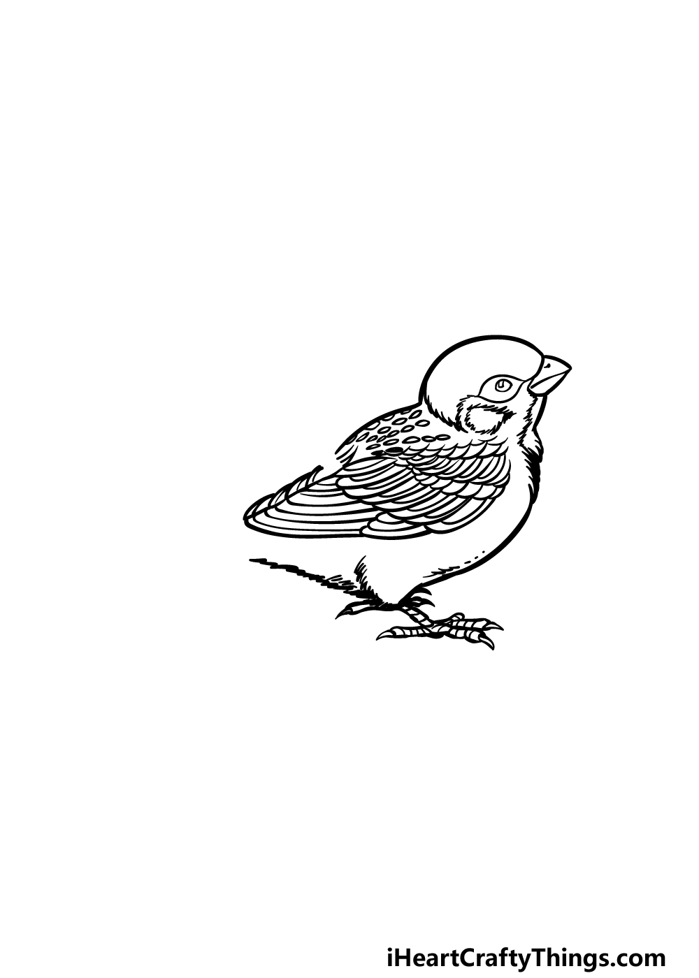 how to draw a sparrow step 3