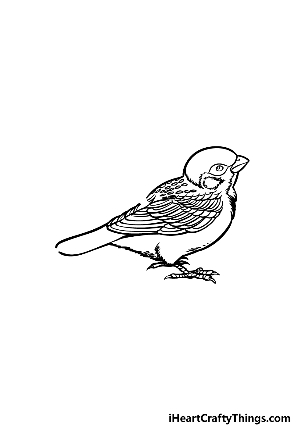 how to draw a sparrow step 4